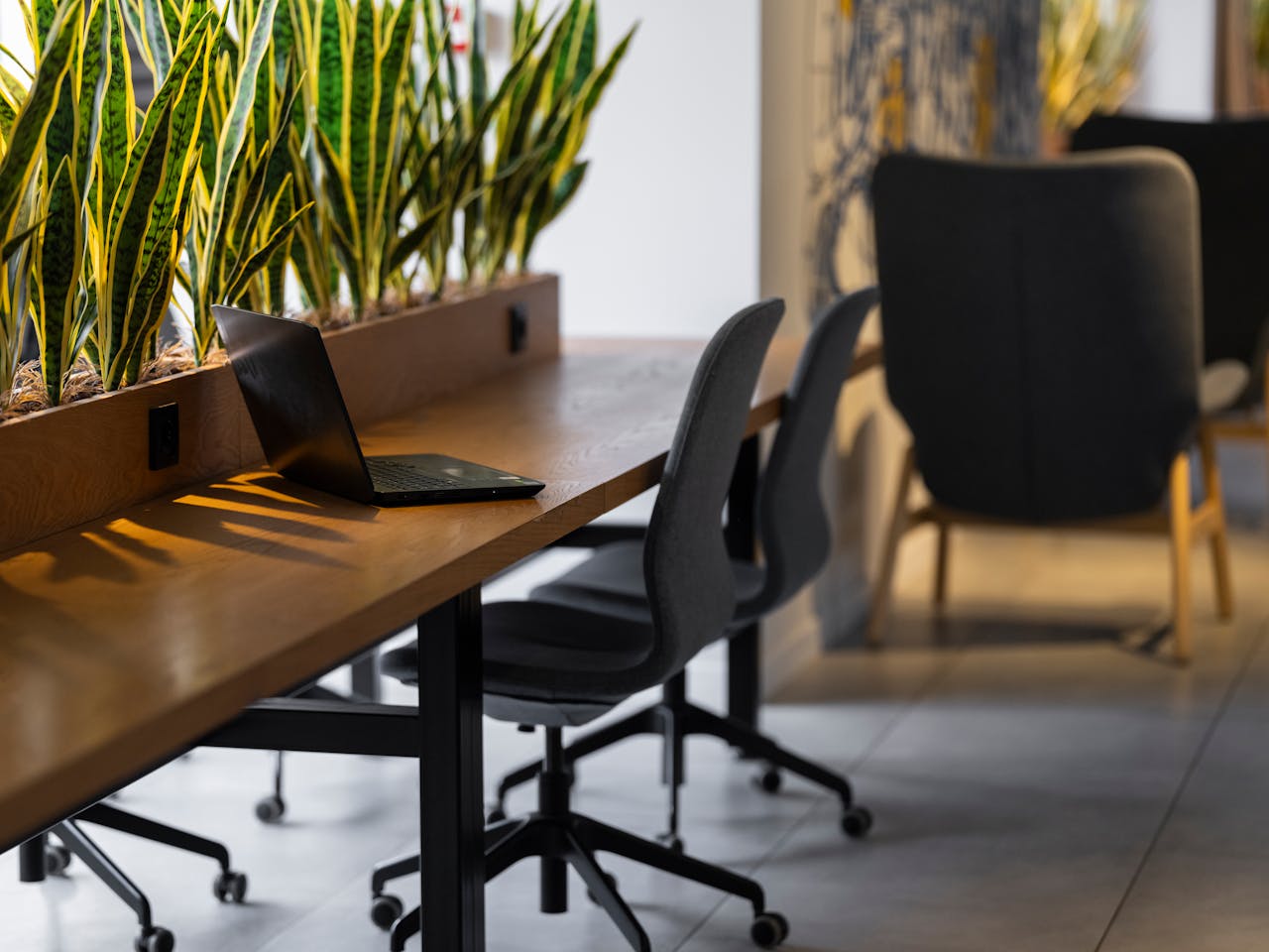 why-choose-us Contemporary office setting with green snake plants, chairs, and a laptop on a wooden desk.